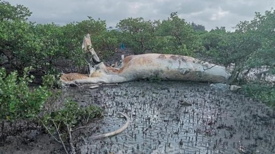 Massive whale carcass washed ashore in Quang Ninh