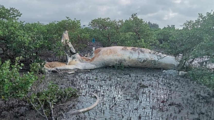Xác cá voi "khủng" dạt vào rừng ngập mặn Quan Lạn