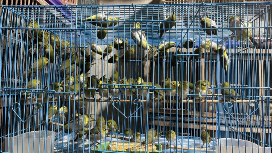 Chợ chim phóng sinh hút khách dịp Rằm tháng 7
