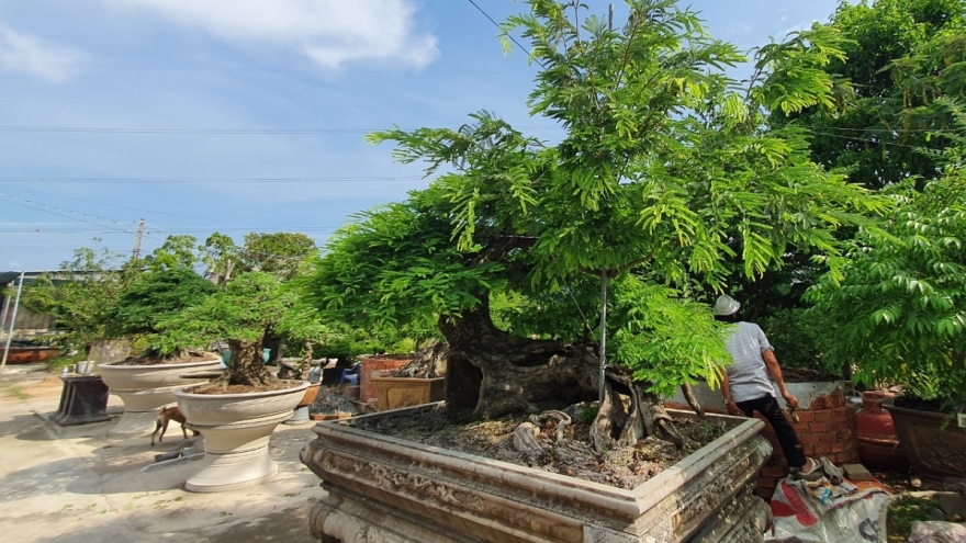 "Vua me" với những tác phẩm bonsai "hái" tiền tỷ