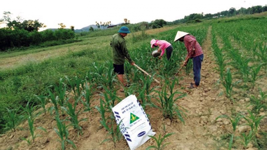 Tránh áp lực tăng giá phân bón, các doanh nghiệp cần chủ động nguồn cung nội tại