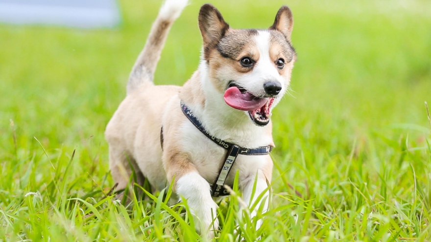 Hanoi welcomes opening of first park for dogs
