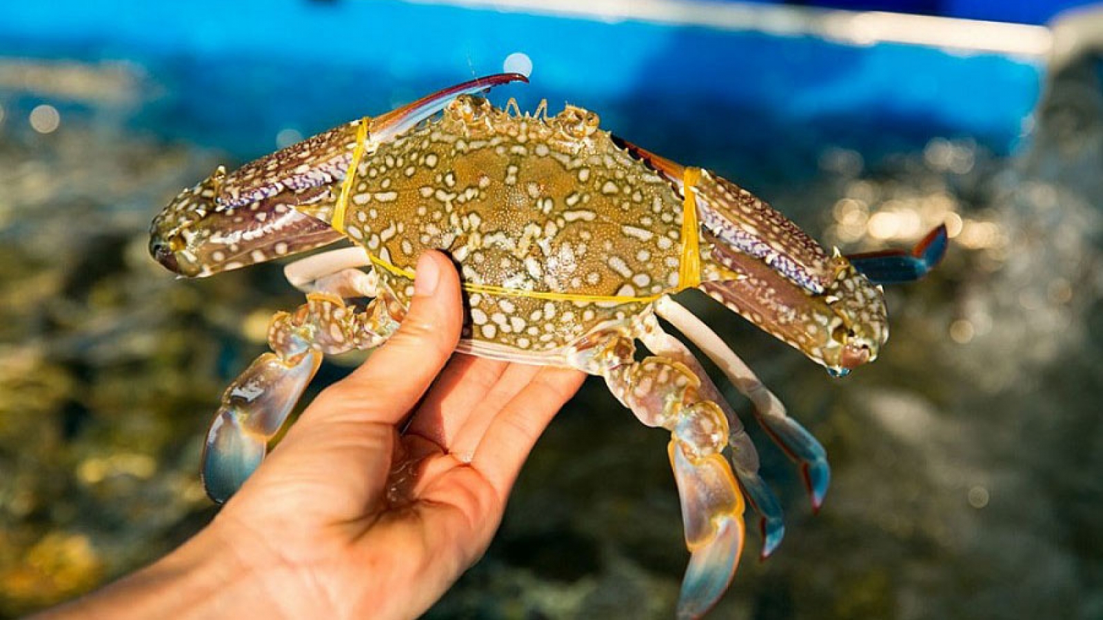 Seven-month crab exports record impressive growth