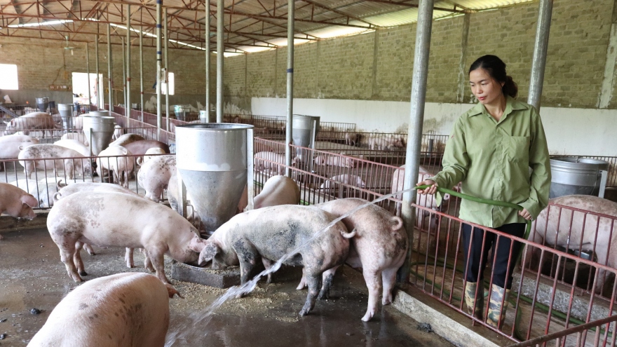 Bắc Ninh phát triển chăn nuôi lợn bền vững, đảm bảo nguồn cung thực phẩm