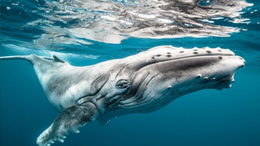 Khoảnh khắc ngoạn mục cá voi lưng gù cùng đàn cá heo bơi vòng tròn dưới biển