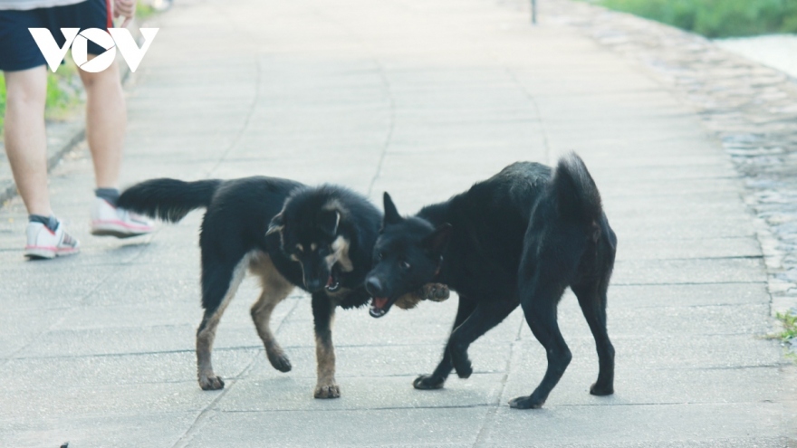 Chó tấn công người: Cần tăng quy định trách nhiệm của chủ sở hữu chó