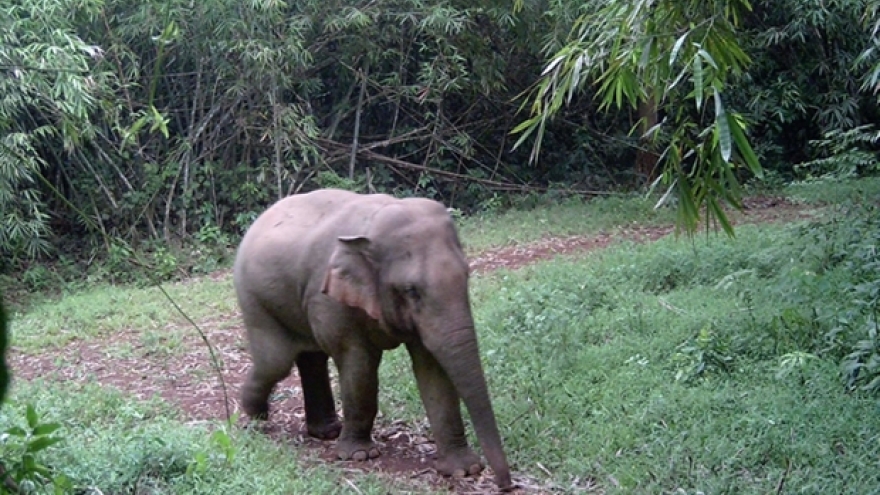 Vietnam strives to conserve elephants