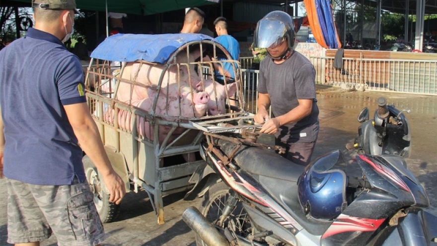 Người chăn nuôi không tái đàn, nỗi lo khủng hoảng thị trường heo hơi