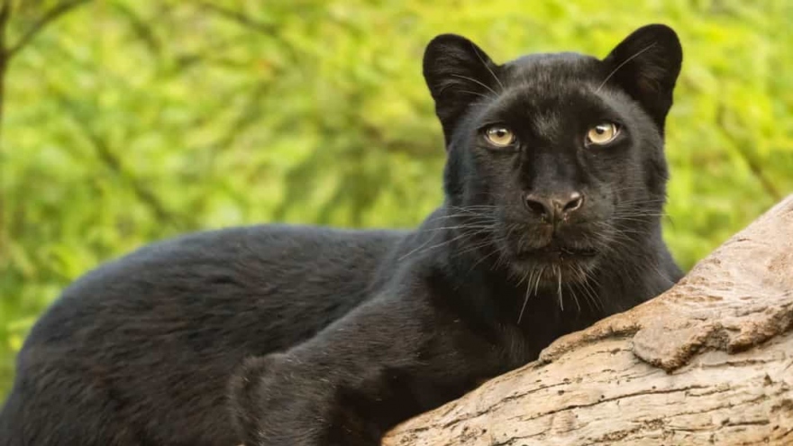 Ngắm nhìn vẻ đẹp của các loài động vật màu đen huyền bí