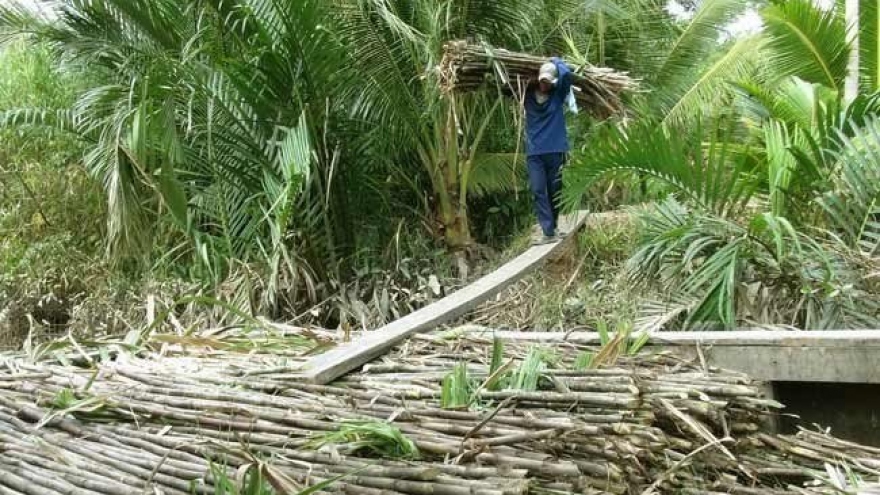 Smuggled sugar imports are seriously damaging domestic sugar industry