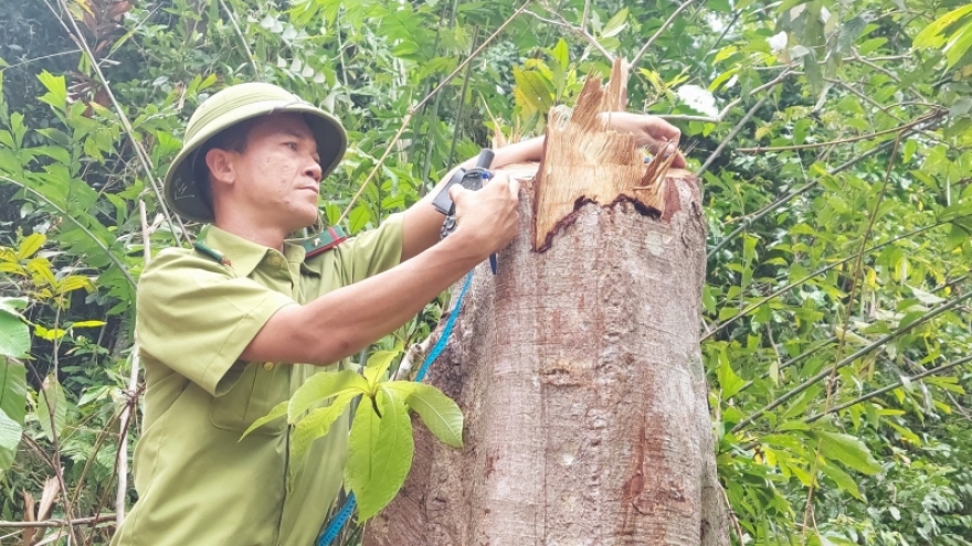 Thanh lý rừng trồng, chặt luôn rừng tự nhiên