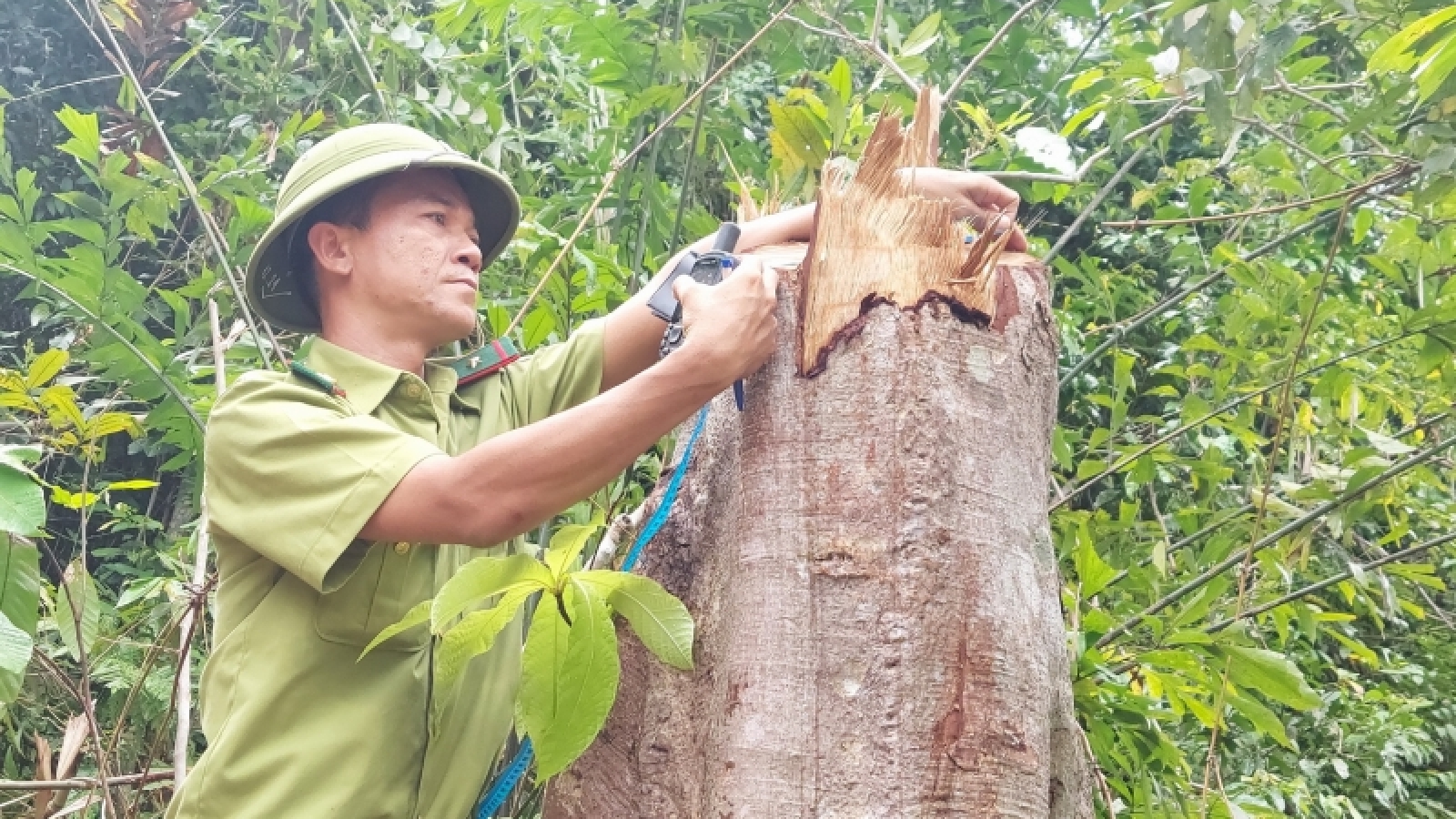Thanh lý rừng trồng, chặt luôn rừng tự nhiên