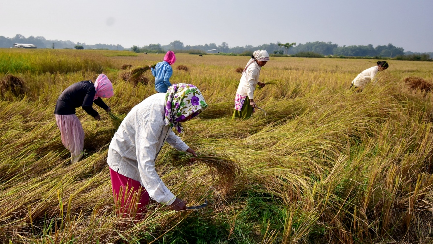 1 triệu tấn gạo ùn ứ tại các cảng của Ấn Độ sau quyết định cấm xuất khẩu