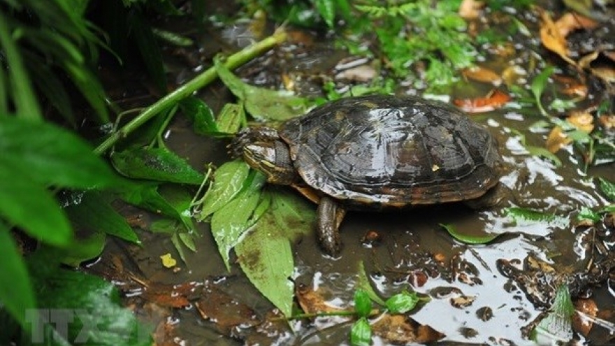 Vietnam Tortoise and Freshwater Turtle Identification Book re-released