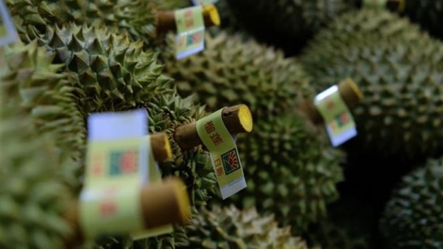 Lam Dong ships its first 70 tonnes of durian to China