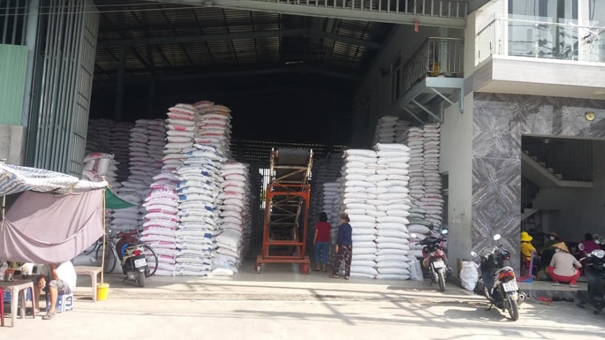 Lúa gạo ở ĐBSCL được giá, doanh nghiệp và nông dân phấn khởi
