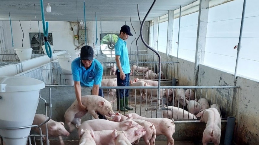 Chỉ khoảng 10% người chăn nuôi ở Đồng Nai tái đàn heo chuẩn bị cho Tết