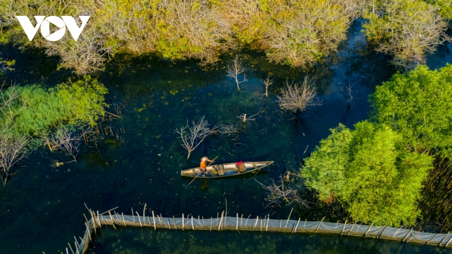 Breathtaking beauty of Ru Cha mangrove forest in autumn