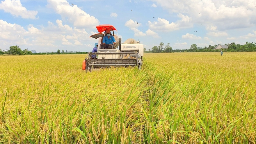 Vụ lúa Đông Xuân vùng ĐBSCL sẽ xuống giống khoảng 1,5 triệu hecta