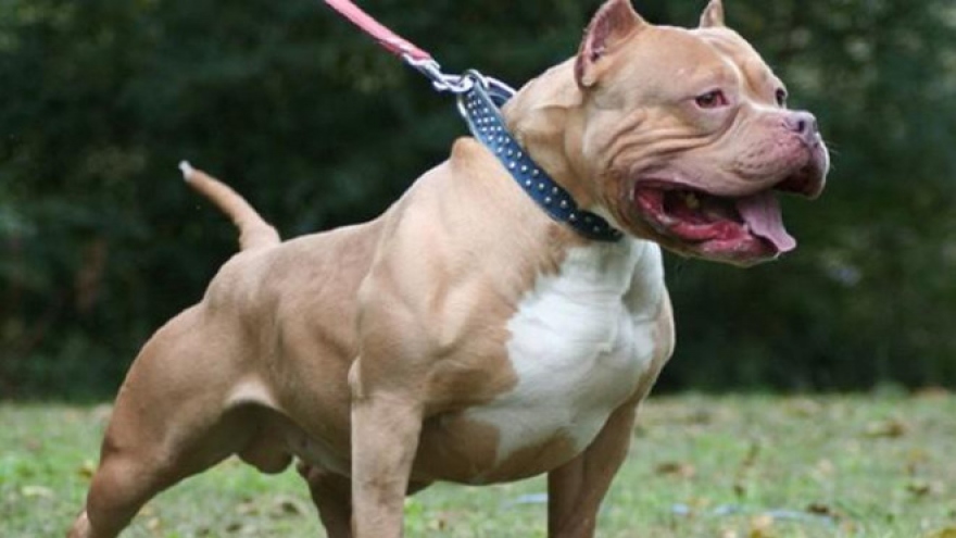 Hàng loạt vụ chó pitbull tấn công, cắn chết người kinh hoàng