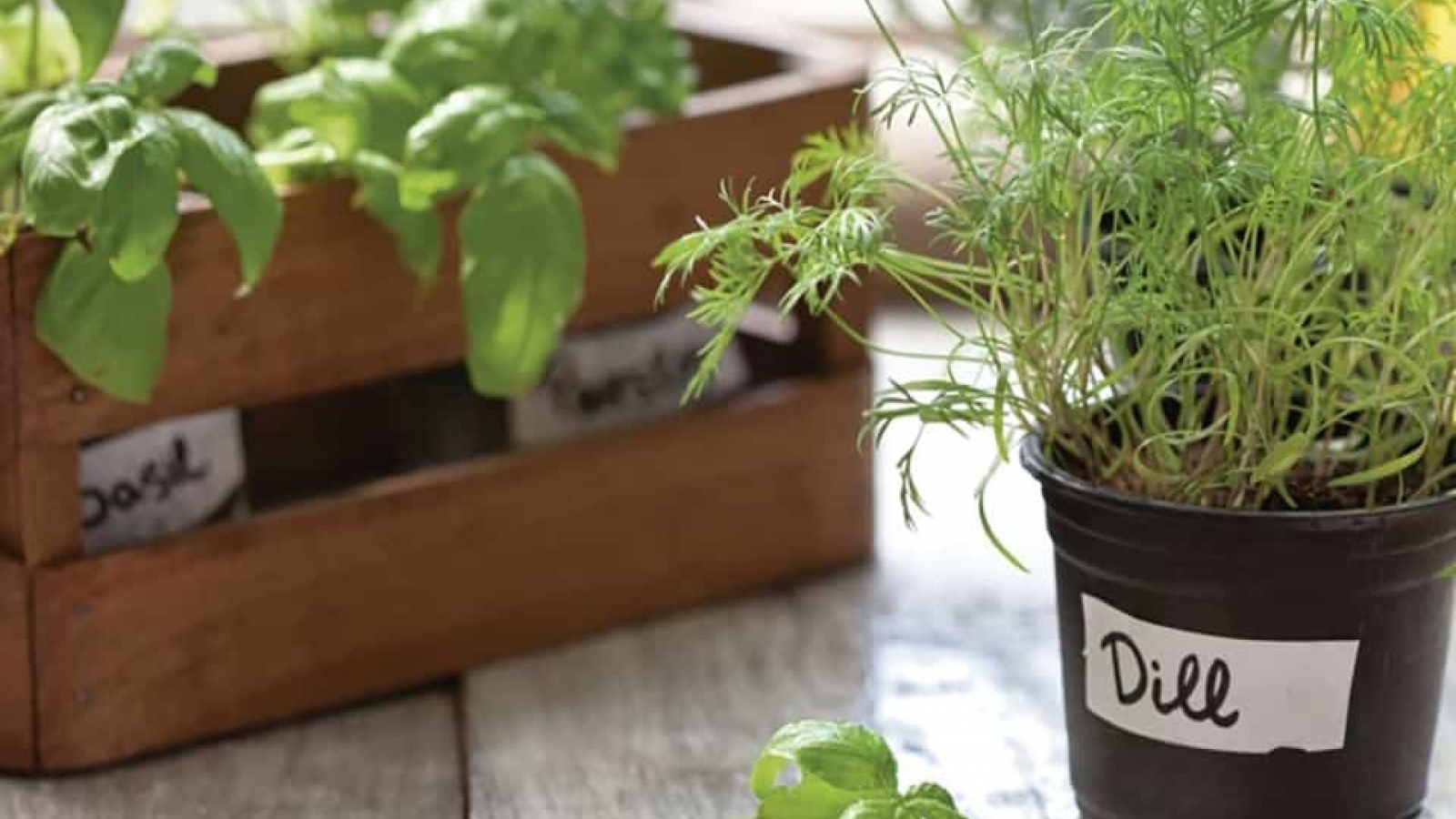 Cách trồng các loại thảo mộc trên bệ cửa sổ trong nhà 