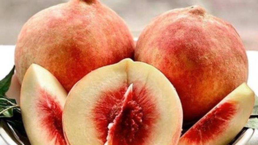 Đào “khổng lồ” Trung Quốc giá 200.000 đồng/kg đang gây sốt thị trường