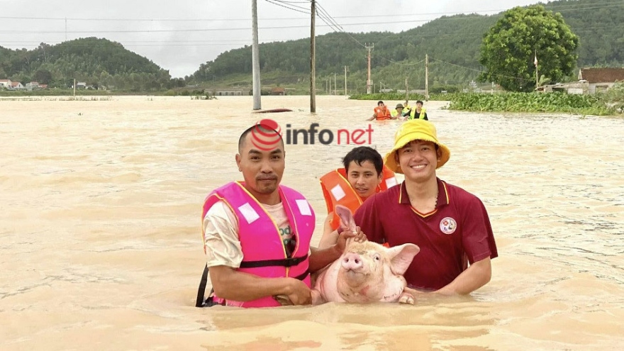 Nhóm thanh niên dầm mình trong nước lũ giải cứu hàng trăm con lợn ở Nghệ An