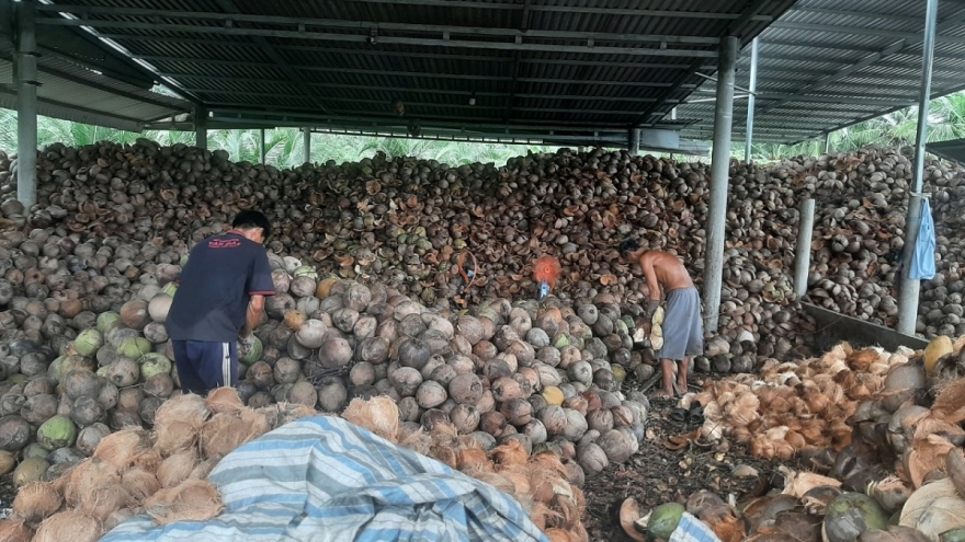 Trái dừa rớt giá thê thảm do mưa bão kéo dài