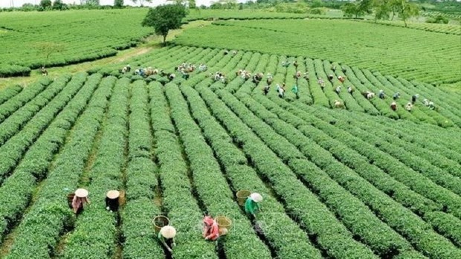 Green agriculture: Vietnam’s efforts to reduce carbon footprint
