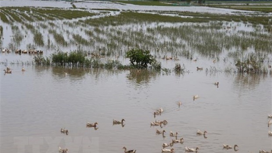 Webinar on sustainable agriculture transformation in Mekong Delta