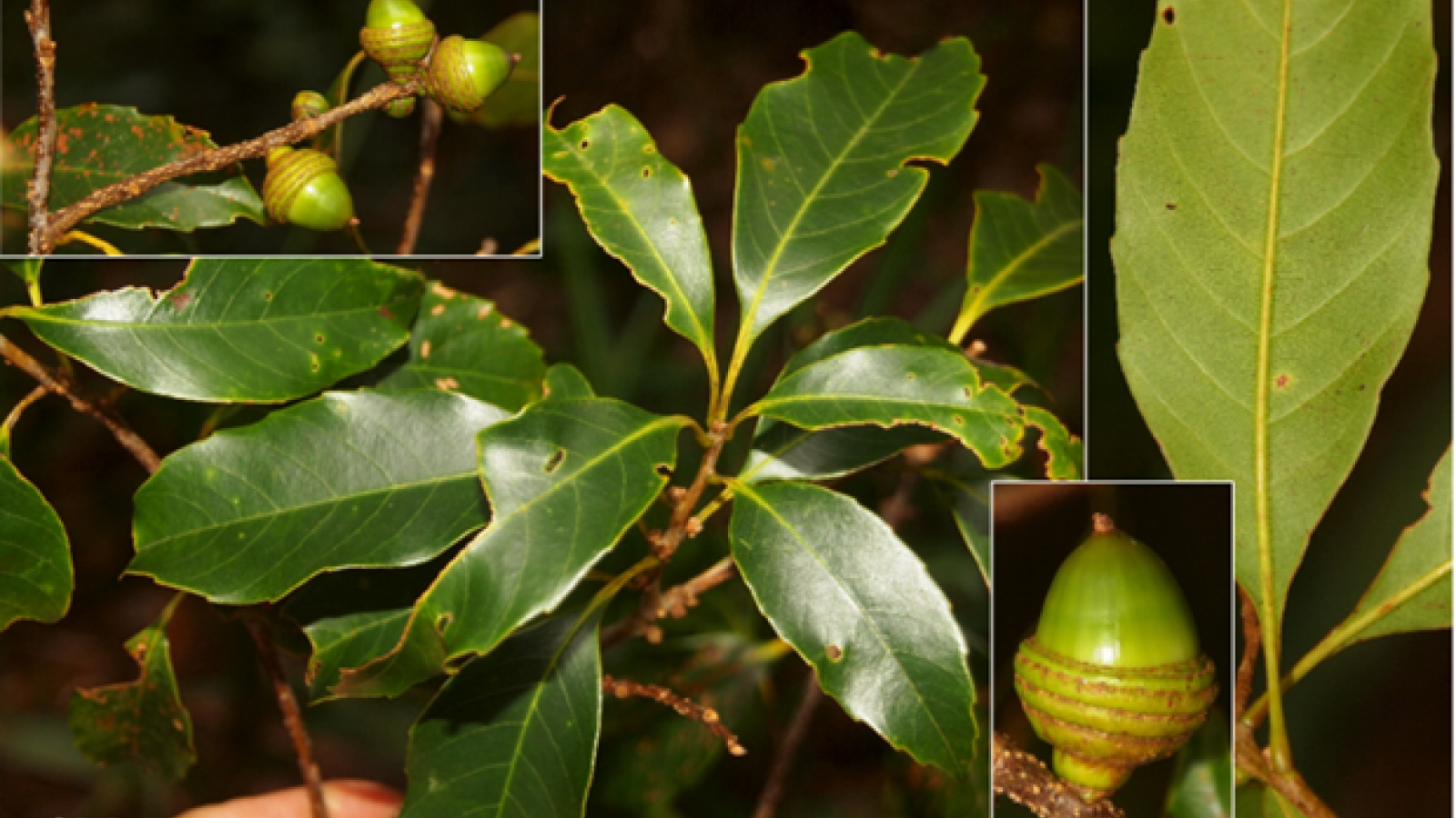 Swiss fund sponsors conservation of Lam Dong’s endemic oak species
