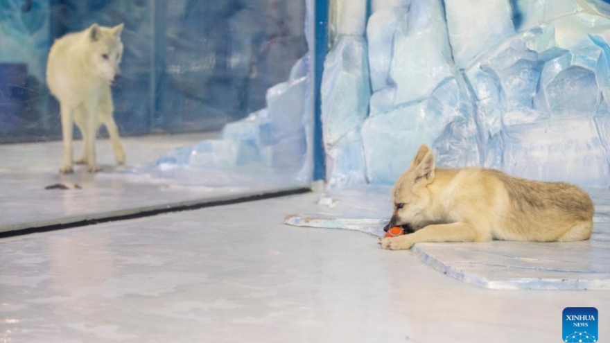 Chú sói Bắc Cực nhân bản đầu tiên trên thế giới ra mắt công chúng