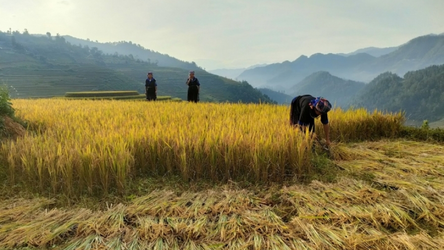 Gặt "mùa vàng" nơi lưng chừng trời