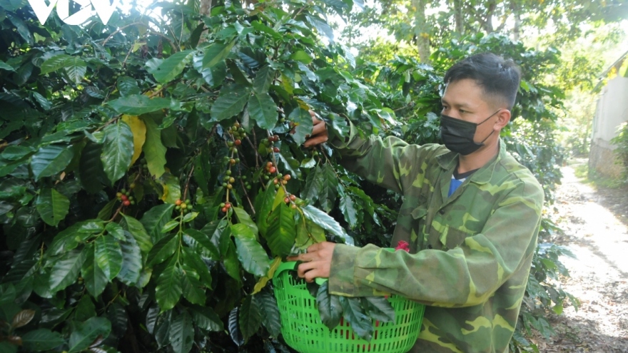 
        Giải pháp nâng cao năng suất, chất lượng 5.000 ha cà phê ở TP Sơn La
                              