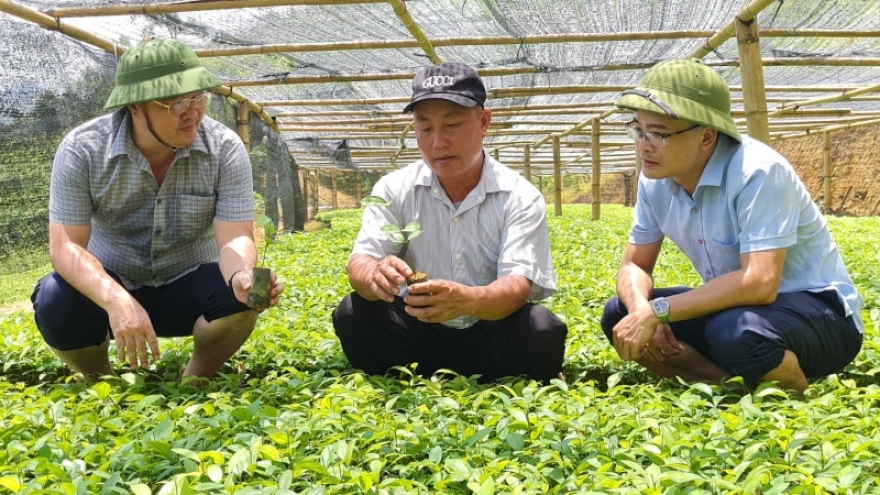 Trồng “cây vàng”, thanh niên người Mông trở thành tỷ phú