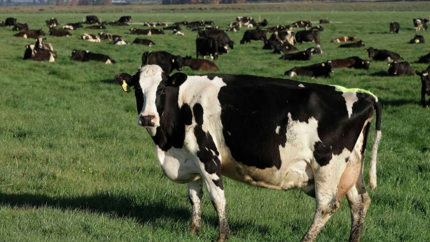 New Zealand đề xuất đánh thuế khí nhà kính do gia súc thải ra