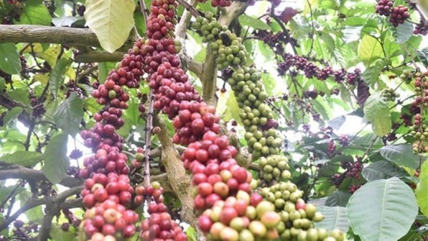 Vietnam becomes third largest coffee supplier to US