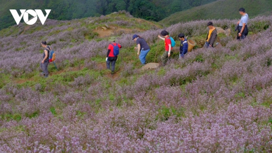 Stunning beauty of violet flowers leading to Ta Chi Nhu peak