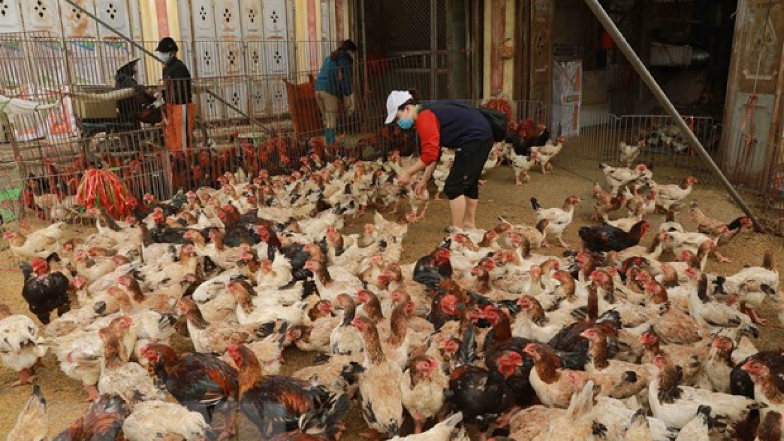 Bệnh nhi nhiễm cúm gia cầm A/H5 ở Phú Thọ đã qua cơn nguy kịch