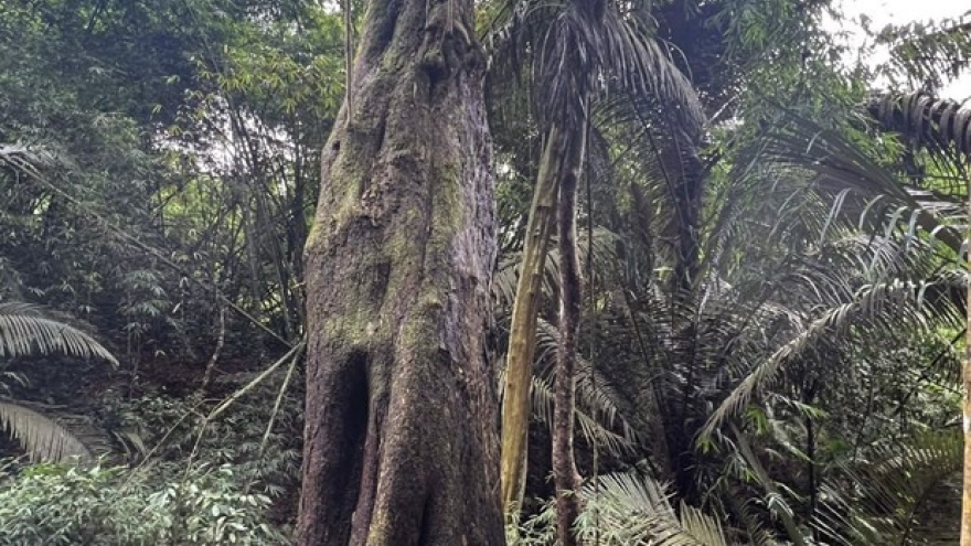 Shan Tuyet tea, valuable timber plants named ‘Vietnam Heritage Trees’