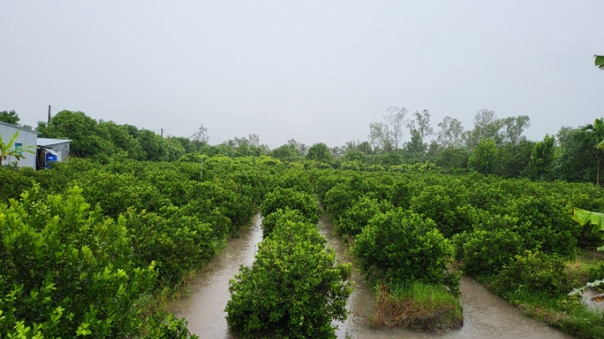 Hơn 28.000 ha đất sản xuất ở Hậu Giang có nguy cơ bị ảnh hưởng do ngập nước