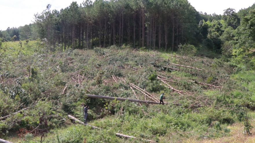 Lâm Đồng hỏa tốc chỉ đạo điều tra vụ cưa hạ hàng trăm cây rừng