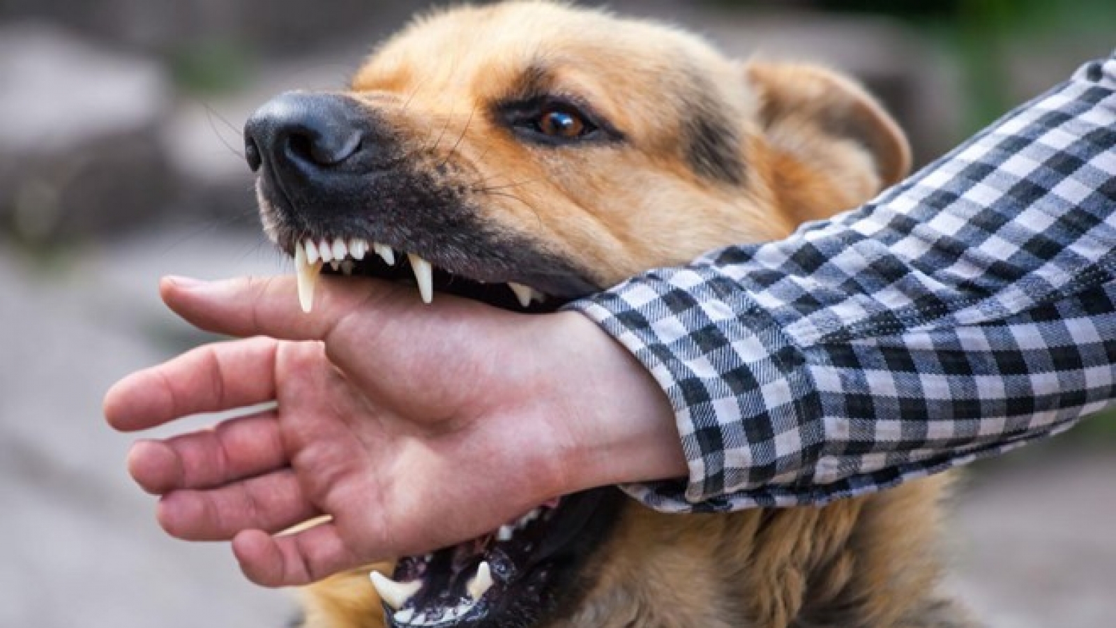 Hanoi warns of risk of rabies outbreak