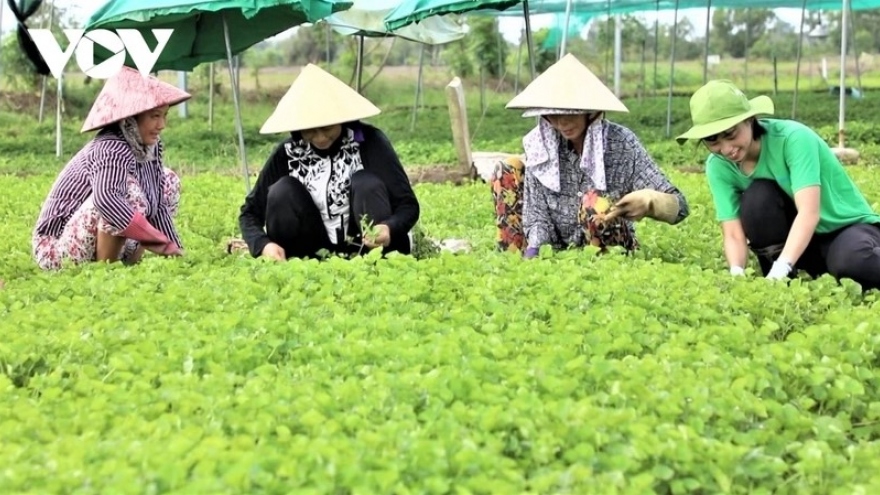 Nông dân - Vị thế người làm chủ nông nghiệp, nông thôn