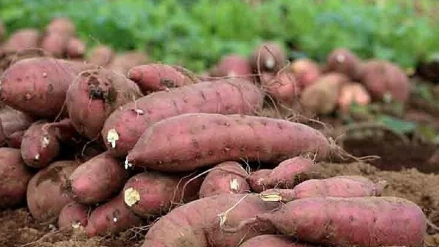 Sweet potato to be officially exported to China