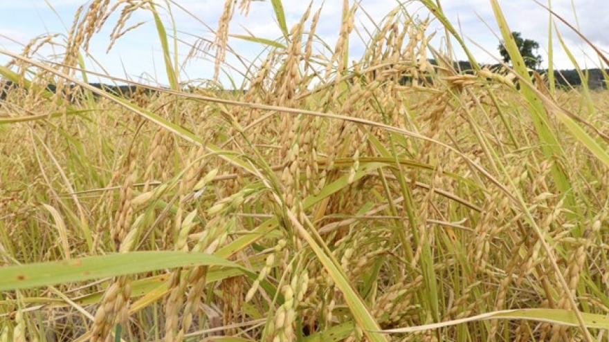 Australia and Vietnam partner to develop new rice breed to tackle climate change