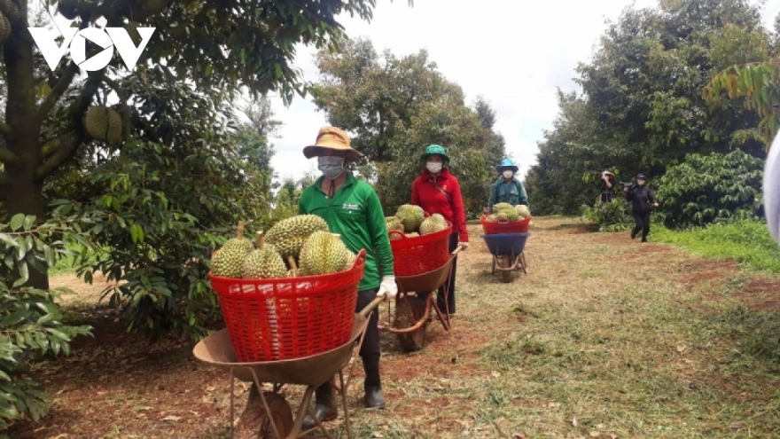 Khuyến cáo nông dân không tự phát mở rộng diện tích sầu riêng, chanh leo