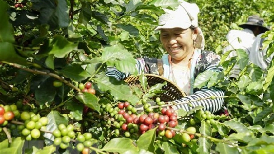 Vietnamese, German coffee firms advised to fully tap EVFTA