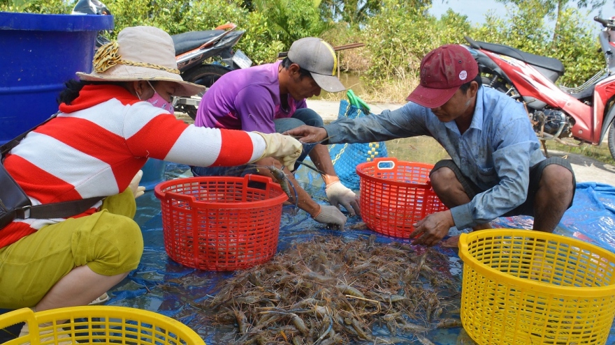 Nông dân U Minh được vụ mùa tôm càng xanh