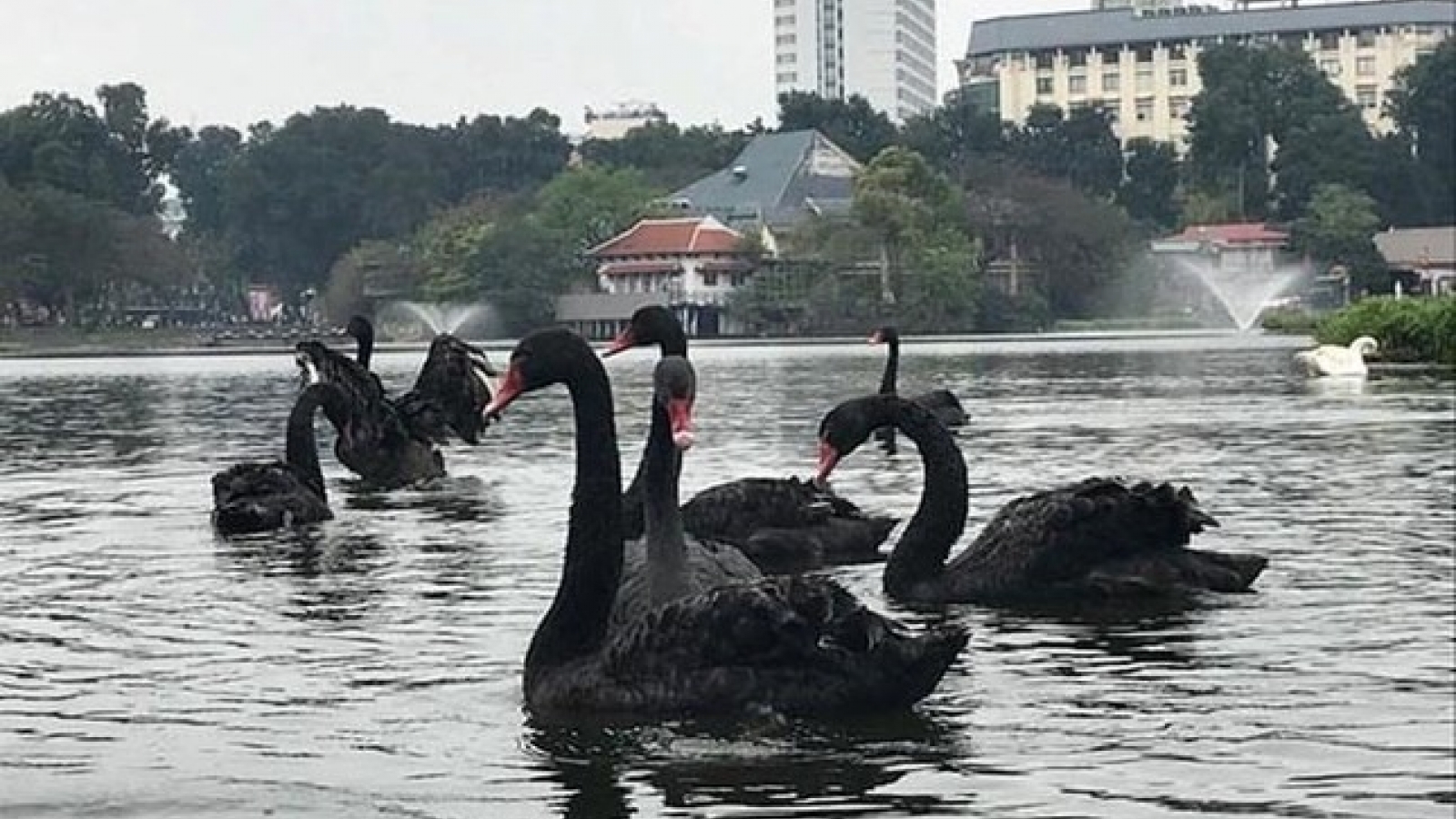 Cái chết của đàn thiên nga